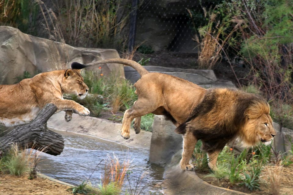 Amsterdam: ARTIS Royal Zoo and ARTIS Groote Museum Ticket - A day at ARTIS: how the zoo and Groote Museum fit together