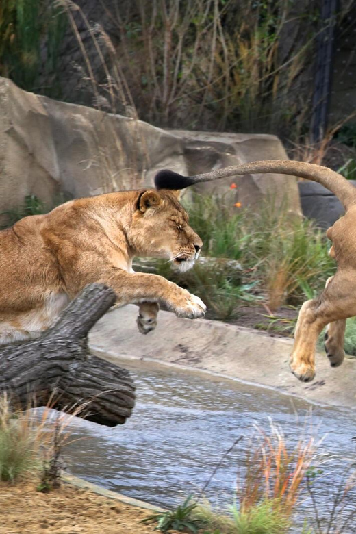 Amsterdam: ARTIS Royal Zoo and ARTIS Groote Museum Ticket - Kerbertterras, Madagascar, and otters by the red panda habitat