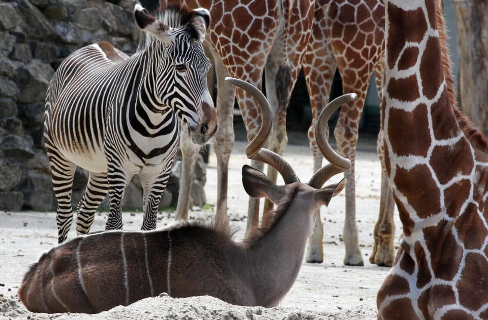 Amsterdam: ARTIS Royal Zoo and ARTIS Groote Museum Ticket - Price and value: what $55 buys (and what it doesn’t)