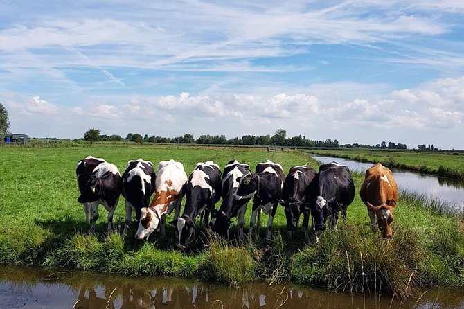 Amsterdam City & Countryside Tour: The Best of both Worlds - Price and logistics: what $568.07 per group really buys