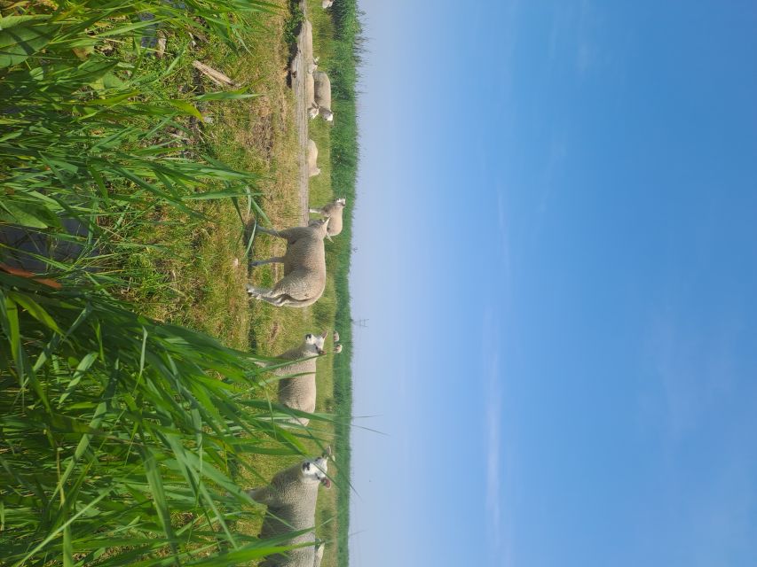Amsterdam: Countryside Bike and Kayak Guided Tour - Broek in Waterland Kayak Time: Calm Water, Animal Sightings, and Real Peace