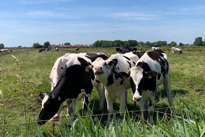 Amsterdam Countryside Bike and Kayak Tour - Stop 2: Kanaaldijk and the Bike Cableferry Moment