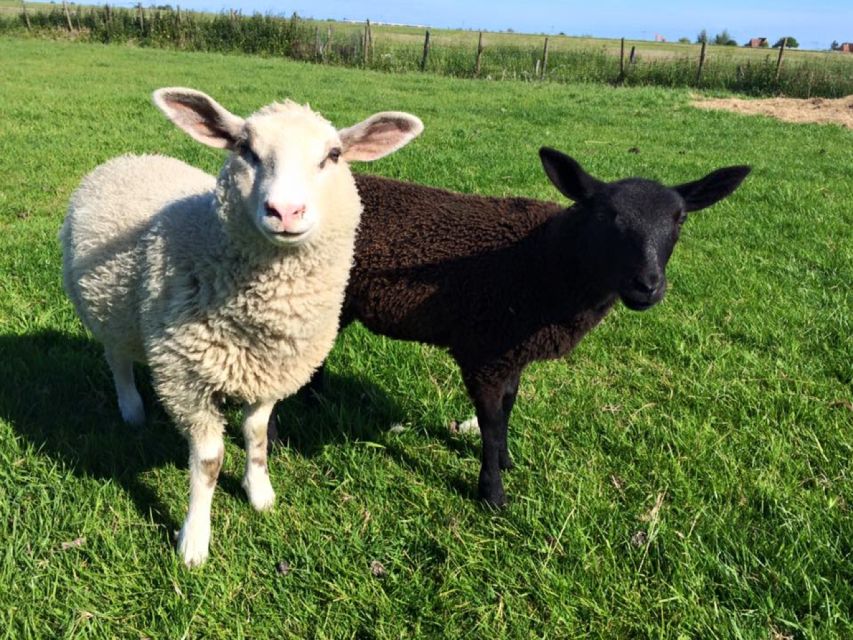 Amsterdam: Full-Day Countryside Tour - Price and value: what you’re really paying for