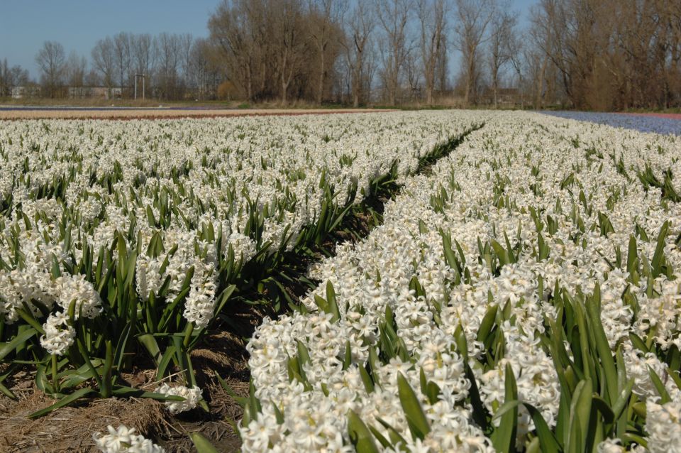 Amsterdam: Half-Day Flower Fields and Keukenhof Bicycle Tour - Spring in South Holland, minus the planning headache