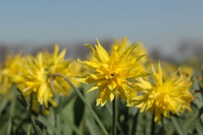 Amsterdam: Half-Day Flower Fields and Keukenhof Bicycle Tour - Amsterdam Central to Hillegom: the easy train start