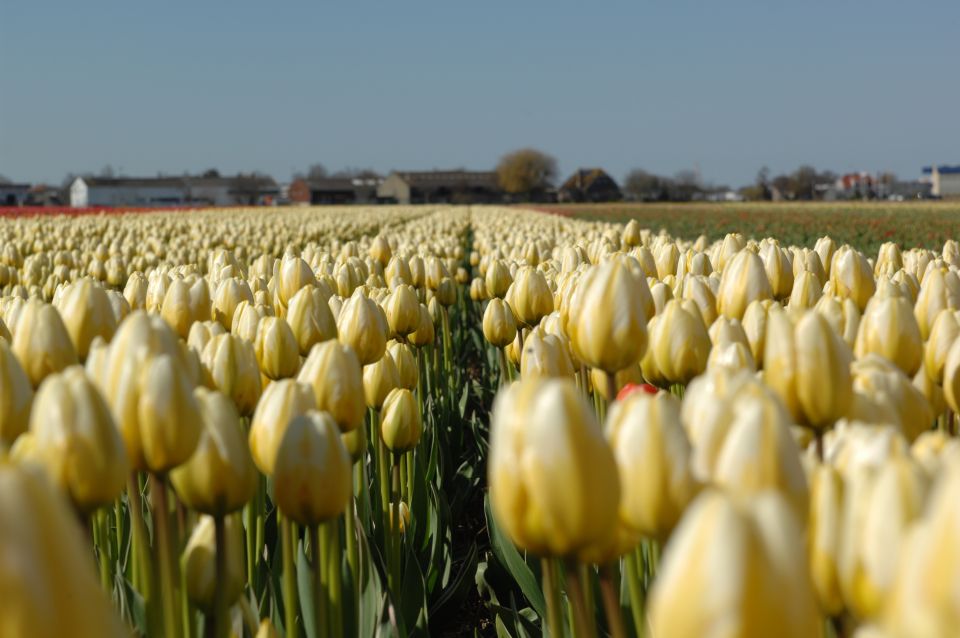 Amsterdam: Half-Day Flower Fields and Keukenhof Bicycle Tour - Weather reality: spring can change fast