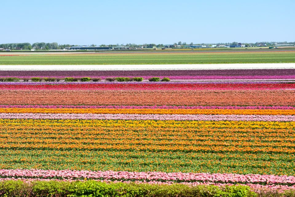 Amsterdam: Keukenhof and Zaanse Schans Live Guided Day Tour - The value behind the $71 price tag