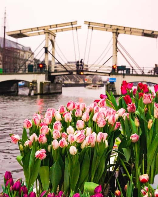Amsterdam: Premium Tulip Boat Canal Tour - Practical itinerary feel: what your hour will feel like, minute by minute
