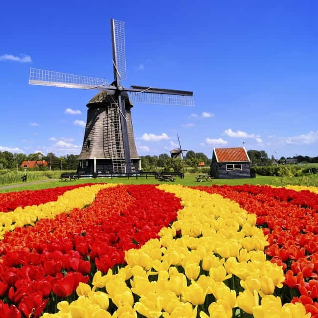 Amsterdam: Private Keukenhof and Free Tulip Tour - Private pickup and real time in Keukenhof (not just a drive-by)