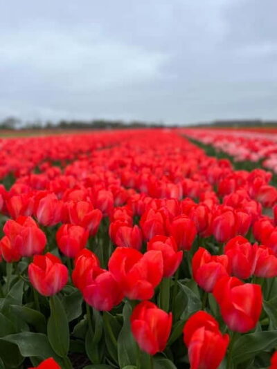 Amsterdam: Private Keukenhof and Free Tulip Tour - Price and what you actually get for $637 per group (up to 3)