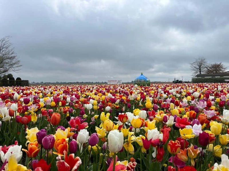 Amsterdam: Private Keukenhof and Free Tulip Tour - Keukenhof in practice: 4 hours in the gardens, plus time to actually look