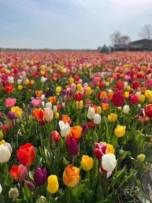 Amsterdam: Private Keukenhof and Free Tulip Tour - Comfort details that matter more than you think