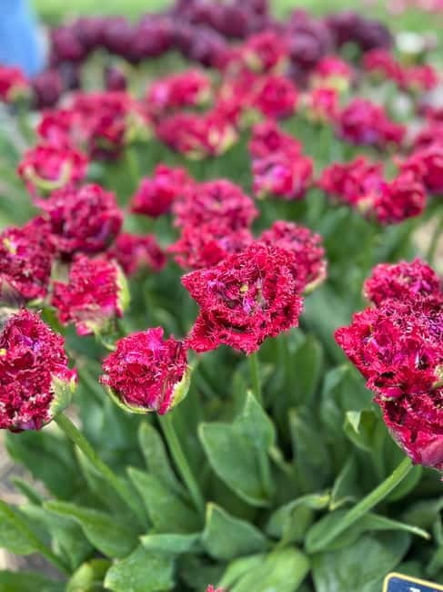 Amsterdam: Private Keukenhof and Free Tulip Tour - Who should book this private Keukenhof + tulip-fields tour?