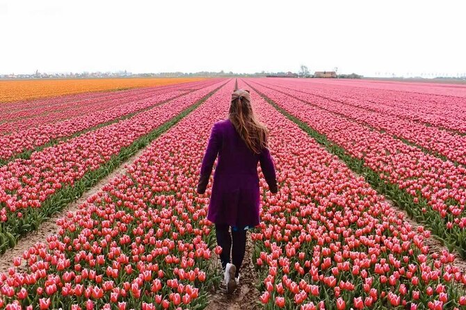 Amsterdam Private Tour to Keukenhof, Tulip Fields and Windmills - Key things I’d pay attention to