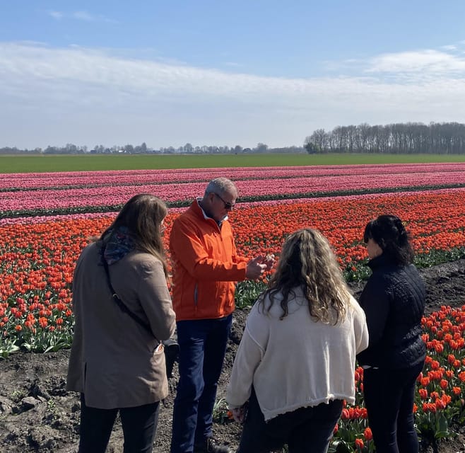 Amsterdam: Tulip Fields Day Tour with Lunch & Windmill - Three tulip field walks: what you actually see up close