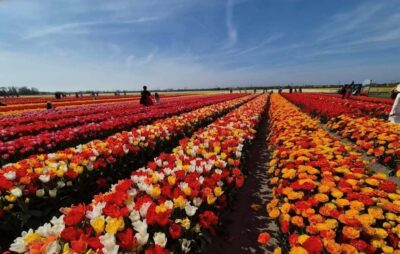 Amsterdam : Tulip Wonderland Tour - The 30-minute ride through tulip country to South Holland