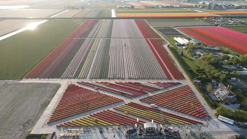 Amsterdam : Tulip Wonderland Tour - Comfort, accessibility, and guide energy in real life