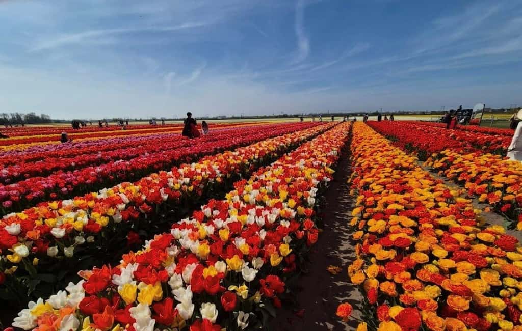 Amsterdam : Tulip Wonderland Tour - The 30-minute ride through tulip country to South Holland