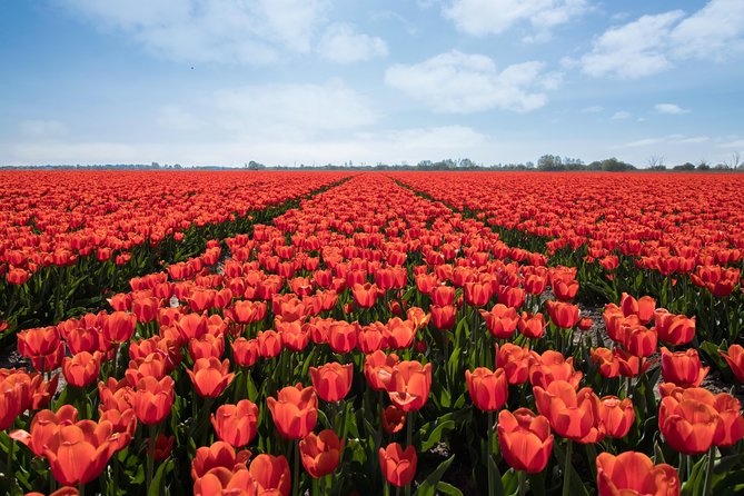 Amsterdam TulipFields of Holland Tour - A tulip tour that feels like local countryside, not a bus circuit