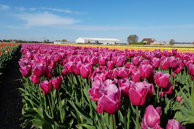 Amsterdam TulipFields of Holland Tour - Price and value: what you’re paying for (and what you’re not)
