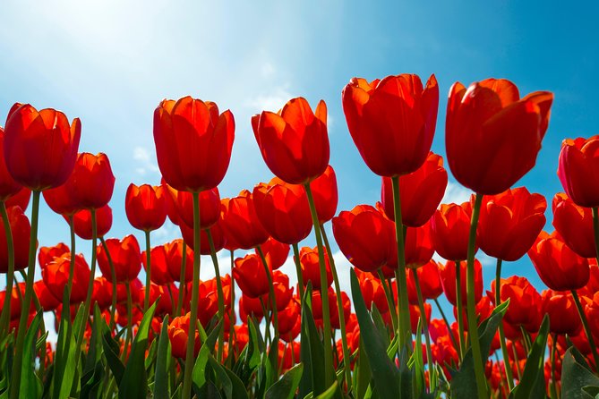 Amsterdam TulipFields of Holland Tour - De Tulperij farm visit: see the bulb-farmer side of tulip growing