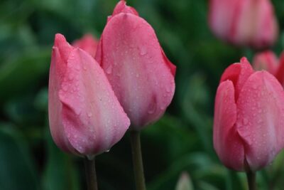 Amsterdam TulipFields of Holland Tour - The ride out West: flower bulb region drive with real context