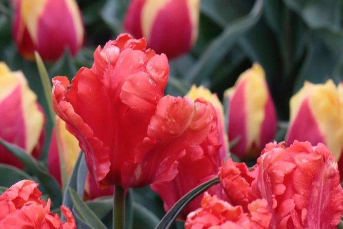 Amsterdam TulipFields of Holland Tour - Dutch apple pie and coffee: the small comfort that keeps the day moving