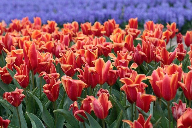 Amsterdam TulipFields of Holland Tour - Why the small group matters for photos and questions