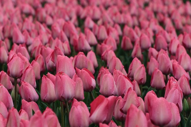Amsterdam TulipFields of Holland Tour - Who this tulip tour fits best