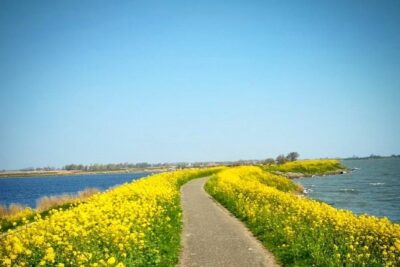Amsterdam's Countryside Half-Day Bike Tour in Small Group - The polder story: Water management and fishermen villages on your route