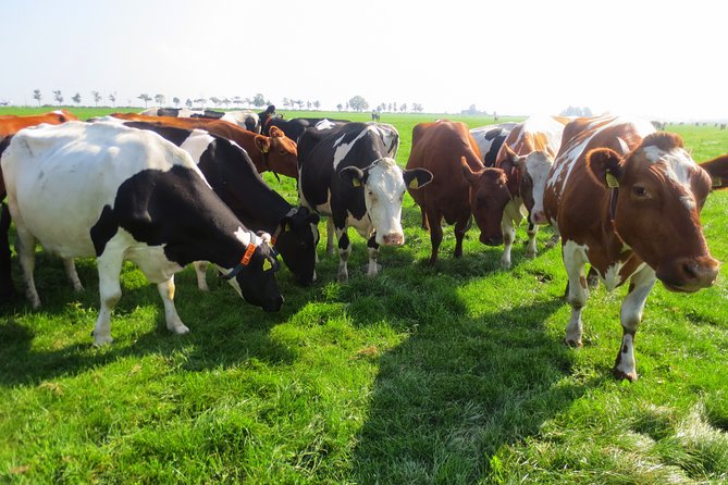 Countryside of Amsterdam Private tour - Simonehoeve Near Edam: Cheese Culture You Can See and Understand