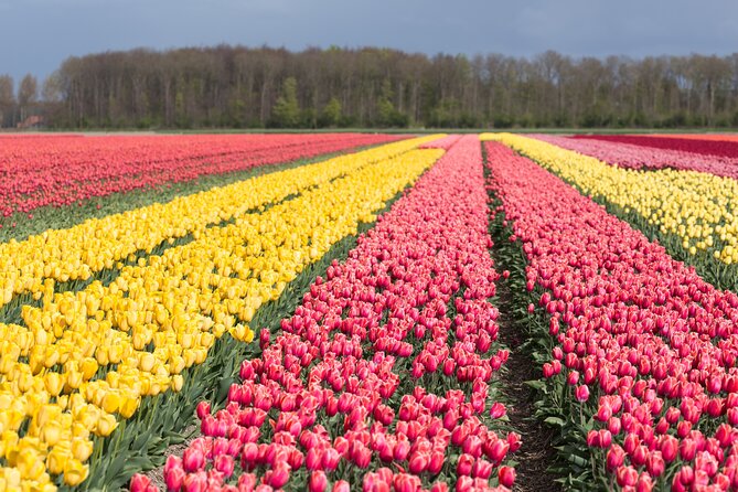 Day Trip to Famous Tulip Route in Noordoostpolder From Amsterdam - Key things to know before you go