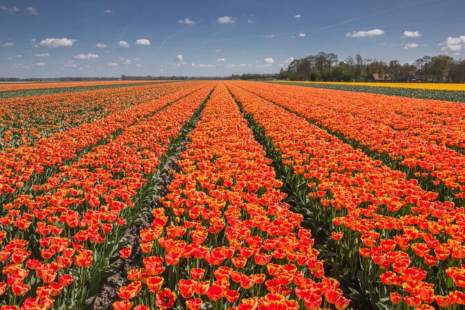 Day Trip to Famous Tulip Route in Noordoostpolder From Amsterdam - Why Noordoostpolder’s Tulip Route beats the usual tulip day