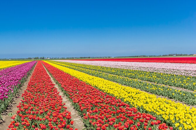 Day Trip to Famous Tulip Route in Noordoostpolder From Amsterdam - The coffee/tea stop that keeps the morning from dragging