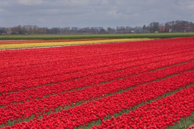 Day Trip to Famous Tulip Route in Noordoostpolder From Amsterdam - Getting out of Amsterdam: the 9:00 transfer to Noordoostpolder