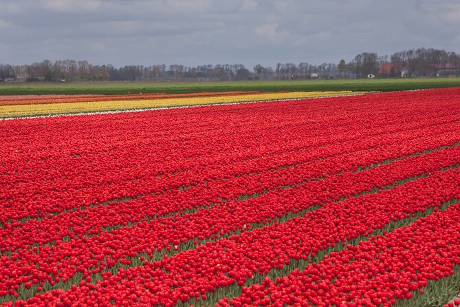 Day Trip to Famous Tulip Route in Noordoostpolder From Amsterdam - Getting out of Amsterdam: the 9:00 transfer to Noordoostpolder