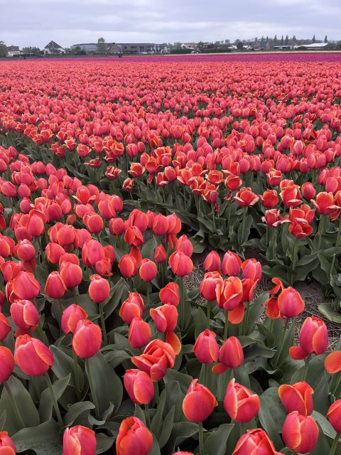 Enjoy the tulip fields in a Landrover with a local guide! - Key Highlights on This Keukenhof Area Land Rover Tour
