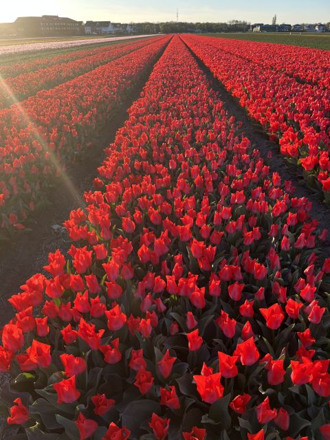 Enjoy the tulip fields in a Landrover with a local guide! - Who This Tour Suits Best (and Who Should Skip the Land Rover)