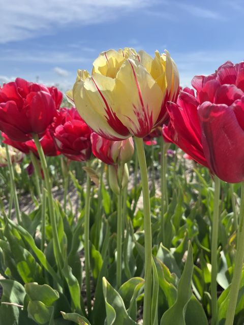 Enjoy the tulip fields in a Landrover with a local guide! - Why This Land Rover Tulip Tour Works So Well in South Holland