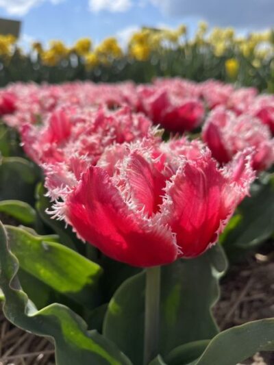 Enjoy the tulip fields in a Landrover with a local guide! - Meeting at Restaurant Hanami and Getting Ready to Ride