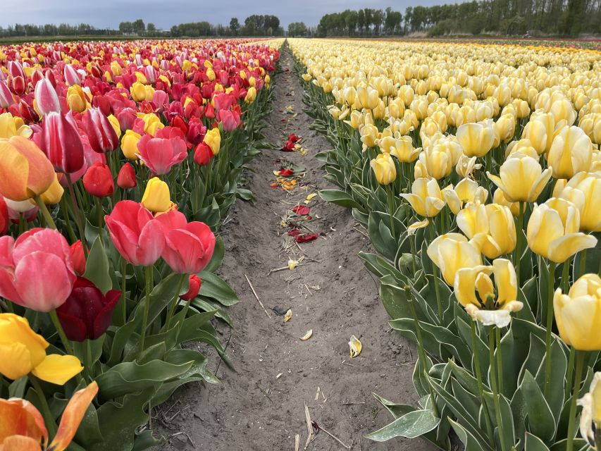 Enjoy the tulip fields in a Landrover with a local guide! - Show Garden Time at TulipFarm: What You’ll See Depends on the Season