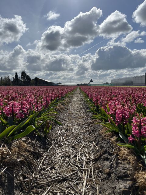 Enjoy the tulip fields in a Landrover with a local guide! - How the Guide Helps You Get Better Photos (Not Just More Photos)