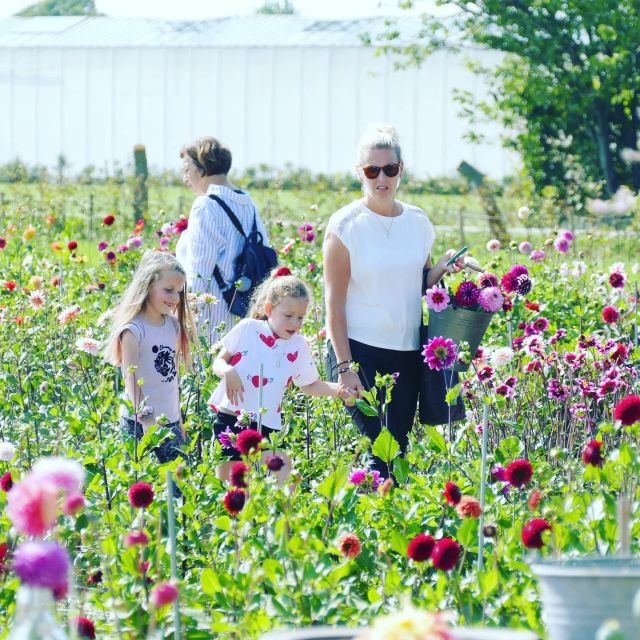 From Amsterdam: Holland Flower and Windmill Tour - summer ed - Getting out of Amsterdam without losing your day to logistics