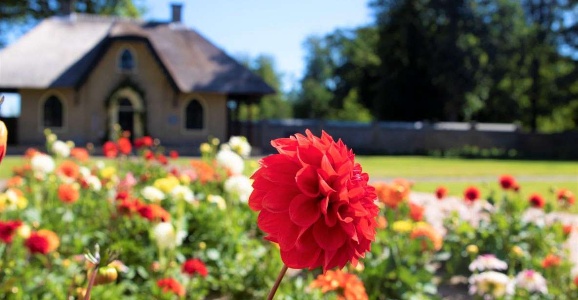 From Amsterdam: Holland Flower and Windmill Tour - summer ed - The walking tour and the photo-friendly flower fields