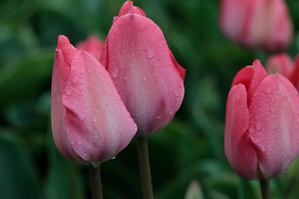 From Amsterdam: Tulip Fields of Holland Tour - Key things that make this tour worth it