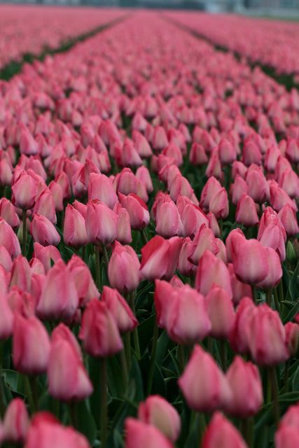 From Amsterdam: Tulip Fields of Holland Tour - Who Should Book This Tour (and Who Should Skip It)