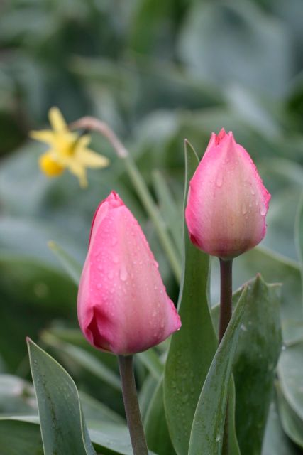 From Amsterdam: Tulip Fields of Holland Tour - South Holland in Half a Day: Why This Van Tour Works