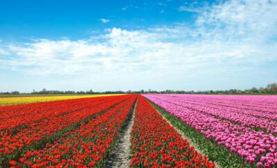 From Amsterdam: Tulip Fields of Holland Tour - Meeting at Lot61: Easy Start, Realistic Timing