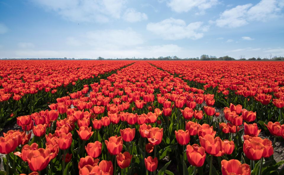 From Amsterdam: Tulip Fields of Holland Tour - Lisse Photo Stop: When the Flowers Look Like a Painting