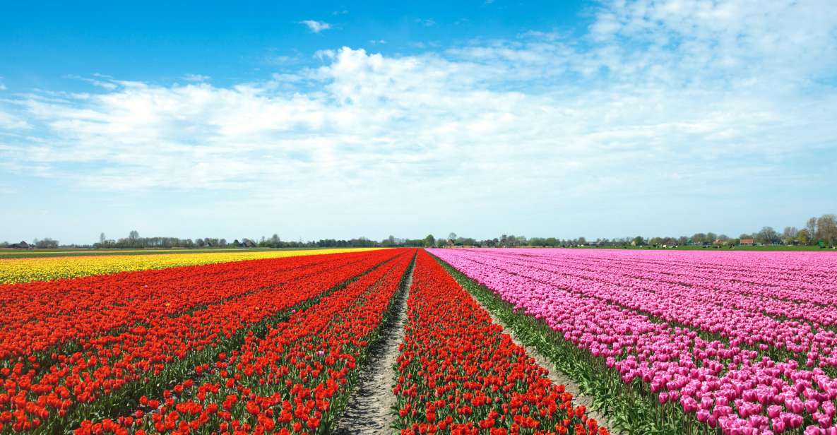 From Amsterdam: Tulip Fields of Holland Tour - De Tulperij in Voorhout: Coffee, Tea, and Dutch Apple Pie